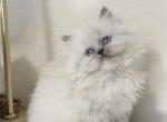 Ellie RESERVED - Himalayan Kitten For Sale - Tallahassee&comma; FL&comma; US
