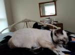 Maomao - Domestic Cat For Adoption - Hendersonville&comma; NC&comma; US