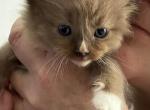 New Years Litter - Ragdoll Kitten For Sale - W Valley City&comma; UT&comma; US