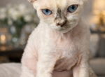 Devon Rex Chocolate Point female - Devon Rex Kitten For Sale - Hollywood&comma; FL&comma; US
