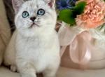 Bloom - Munchkin Kitten For Sale - Pembroke Pines&comma; FL&comma; US