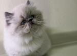 Elliot - Himalayan Kitten For Sale - Tallahassee&comma; FL&comma; US