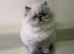 Elliot - Himalayan Kitten For Sale - Tallahassee&comma; FL&comma; US
