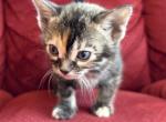 kitten 3 - Bengal Kitten For Sale - Chimacum&comma; WA&comma; US