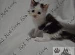 Cloud littles - Maine Coon Kitten For Sale - Ellenton&comma; FL&comma; US