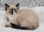 Fmale 1 - Ragamuffin Kitten For Sale - Poplar Grove&comma; IL&comma; US