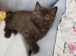 Kitcat - British Shorthair Kitten For Sale - Grand Rapids&comma; MI&comma; US