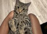 None - Domestic Kitten For Sale - Forest City&comma; FL&comma; US