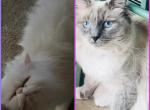 KATS perfect Perdolls - Persian Kitten For Sale - Lancaster&comma; PA&comma; US