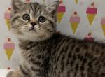 Scottish straight babies - Scottish Straight Kitten For Sale - Tukwila&comma; WA&comma; US