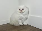 Crisp - Scottish Fold Kitten For Sale - Buffalo&comma; NY&comma; US