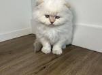 Tips - Scottish Fold Kitten For Sale - Buffalo&comma; NY&comma; US