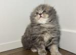 Hazel - Scottish Fold Kitten For Sale - Buffalo&comma; NY&comma; US