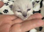 Storm Male Ragdoll kitten - Ragdoll Kitten For Sale - Providence&comma; RI&comma; US