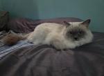 Nolan - Ragdoll Cat For Sale - Hesperia&comma; CA&comma; US