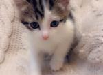 Wow kitty - Domestic Kitten For Sale - Vancouver&comma; WA&comma; US