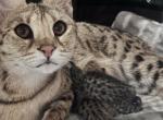 F2 Savannah - Savannah Kitten For Sale - Cave Creek&comma; AZ&comma; US