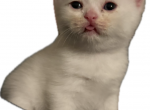 Aiylas Kittens - Scottish Straight Kitten For Sale - Red Oak&comma; TX&comma; US