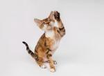 Shadow - Devon Rex Kitten For Sale - Brooklyn&comma; NY&comma; US