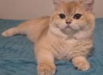 Manya - British Shorthair Kitten For Sale - Quinlan&comma; TX&comma; US