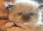Noname 20 - Ragdoll Kitten For Sale - Niles&comma; OH&comma; US