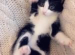 Cuteness - Domestic Kitten For Sale - Vancouver&comma; WA&comma; US
