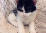 Take me home - Domestic Kitten For Sale - Vancouver&comma; WA&comma; US