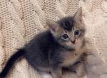 Looking for loving home - Domestic Kitten For Sale - Vancouver&comma; WA&comma; US
