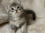 Precious - Domestic Kitten For Sale - Battle Ground&comma; WA&comma; US