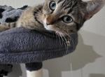Pancake - Domestic Cat For Sale - Waxahachie&comma; TX&comma; US