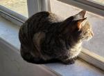Ashlyn - Domestic Cat For Adoption - Waxahachie&comma; TX&comma; US