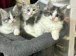 Litter C - Maine Coon Kitten For Sale - Buna&comma; TX&comma; US
