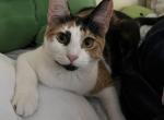 Halo - Domestic Cat For Adoption - Miami&comma; FL&comma; US