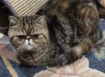 Kola - Exotic Cat For Sale - 