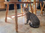 Silver - Bengal Kitten For Sale - Sterling&comma; CT&comma; US