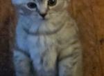 Bella female - Himalayan Kitten For Sale - Canton&comma; OH&comma; US