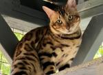 Bengal boy - Bengal Cat For Sale - San Diego&comma; CA&comma; US