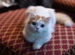 Cesar - Scottish Straight Kitten For Sale - Greenwood Lake&comma; NY&comma; US