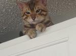 Ollie - Domestic Cat For Sale - Russellville&comma; TN&comma; US