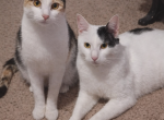 Phoebe and Chandler - Domestic Cat For Adoption - Houston&comma; TX&comma; US