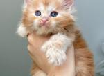 Maine Coon EZ Darina Polydactyl - Maine Coon Kitten For Sale - Brooklyn&comma; NY&comma; US
