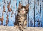 Maine Coon EZ Nasturtsia - Maine Coon Kitten For Sale - Brooklyn&comma; NY&comma; US
