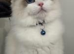 Queen and Hazel - Ragdoll Cat For Sale/Service - Amelia&comma; VA&comma; US