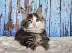 Maine Coon EZ Nut - Maine Coon Kitten For Sale - Brooklyn&comma; NY&comma; US