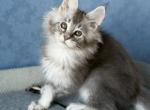 Maine Coon EZ Nikolas - Maine Coon Kitten For Sale - Brooklyn&comma; NY&comma; US