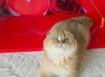 Mickey Scottish - Scottish Fold Kitten For Sale - Brooklyn&comma; NY&comma; US