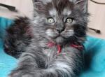 Maine Coon Alva Neo - Maine Coon Kitten For Sale - Brooklyn&comma; NY&comma; US