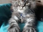 Maine Coon Alva Nilson - Maine Coon Kitten For Sale - Brooklyn&comma; NY&comma; US