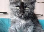 Maine Coon Alva Nicole - Maine Coon Kitten For Sale - Brooklyn&comma; NY&comma; US