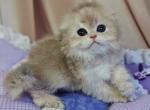 Flint Scottish - Scottish Fold Kitten For Sale - Brooklyn&comma; NY&comma; US